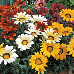Gazania Kiss Any Colour Mix | 3 or 6 1L Pots