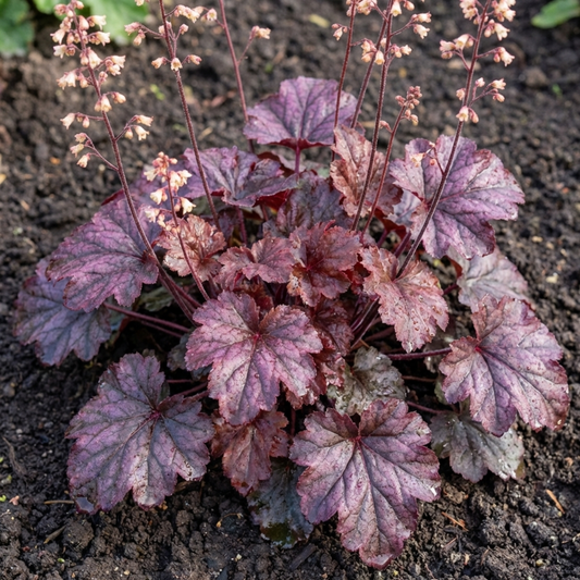 Set of 3 or 6 Heuchera Palace Purple Coral Bells Plants, Hardy Evergreen Perennial, Shade Tolerant Garden Plants, Outdoor Garden Ready, 1 Litre Root-Ball