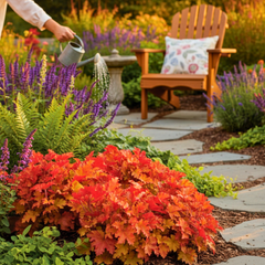 Heuchera Marmalade | 2L Pot