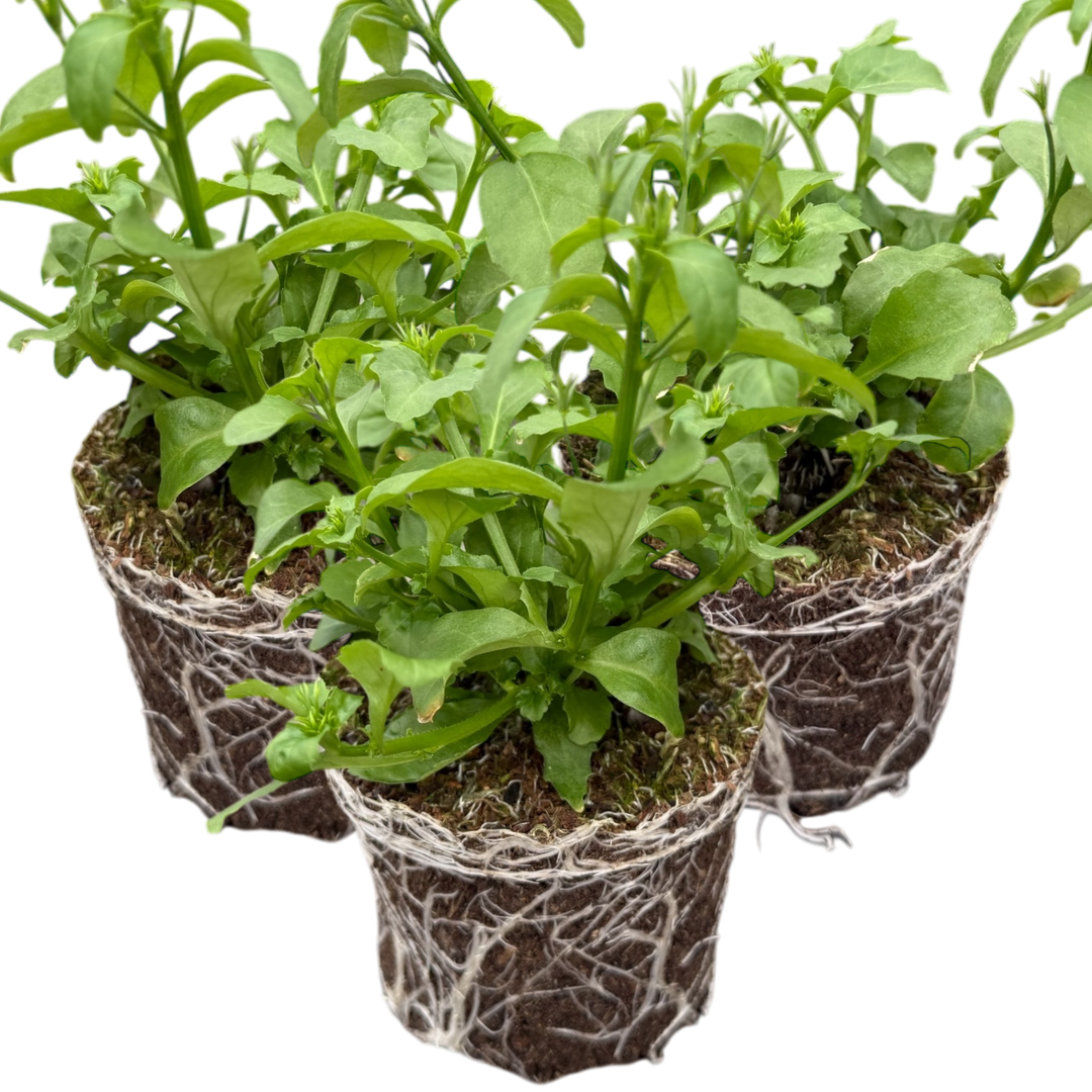 Lobelia Springs Lavender | 3 or 6 1L Pots