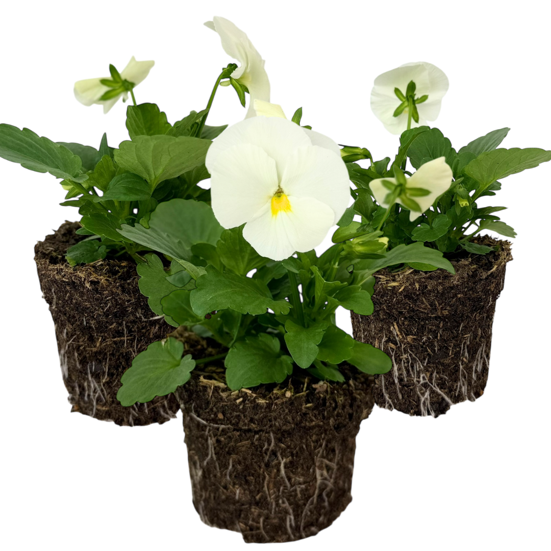 Dianthus Oscar White | 3 or 6 1L Pots