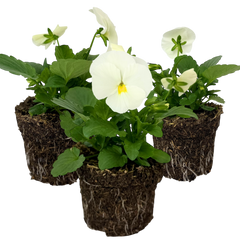 Dianthus Oscar White | 3 or 6 1L Pots