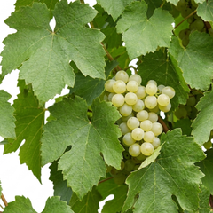 1 Grape Vine Vitis Exalta White Plant, Hardy Outdoor Garden Ready, 3 Litre Root-Ball