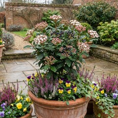 Viburnum Tinus Gwenllian Hardy Evergreen Flowering Shrub Plants, Winter Flowering Hedge, Outdoor Garden Ready, 11cm Root-Ball