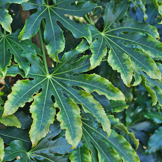 Fatsia Camouflage | 3L Pots