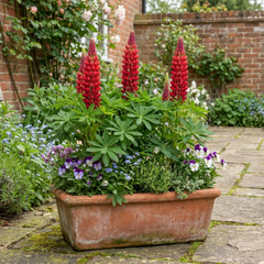 Lupin Legendary Red Hardy Perennial Plants, Summer Flowering, Bee Friendly Lupins, Outdoor Garden Ready, 1 Litre Root-Ball