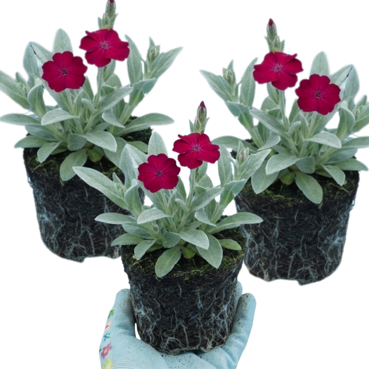 Set of 3 or 6 Lychnis Atrosanguinea ‘Rose Campion’ Hardy Cottage Garden Perennial Plants, Summer Flowering, Outdoor Garden Ready, 1 Litre Root-Ball