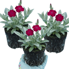 Set of 3 or 6 Lychnis Atrosanguinea ‘Rose Campion’ Hardy Cottage Garden Perennial Plants, Summer Flowering, Outdoor Garden Ready, 1 Litre Root-Ball
