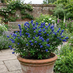 Ceanothus Puget Blue Plant | California Lilac Hardy Evergreen Blue Flowering Shrub, 3L Root-Ball