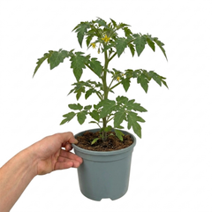 1 Golden Sunrise Tomato Plant, Live Heirloom Yellow Tomato, Outdoor Garden Ready, 2 Litre Root Ball
