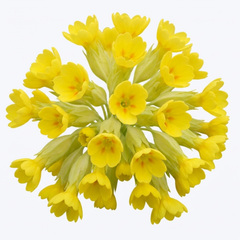 Primula veris Pure Yellow Hardy Perennial Plants, Spring Flowering, Outdoor Garden Ready, Root-Ball