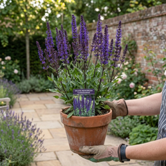 1 Salvia Caradonna Hardy Perennial Plant, Purple Flower Spikes, Bee Friendly, 17cm Root-Ball