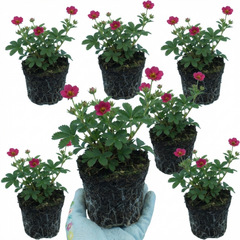 Potentilla Miss Wilmott Hardy Perennial Shrub Plants, Bee Friendly Summer Flowering, Outdoor Garden Ready, 1 Litre Root-Ball