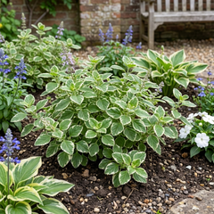Plectranthus Coleoides / Swedish Ivy, Outdoor Garden Ready
