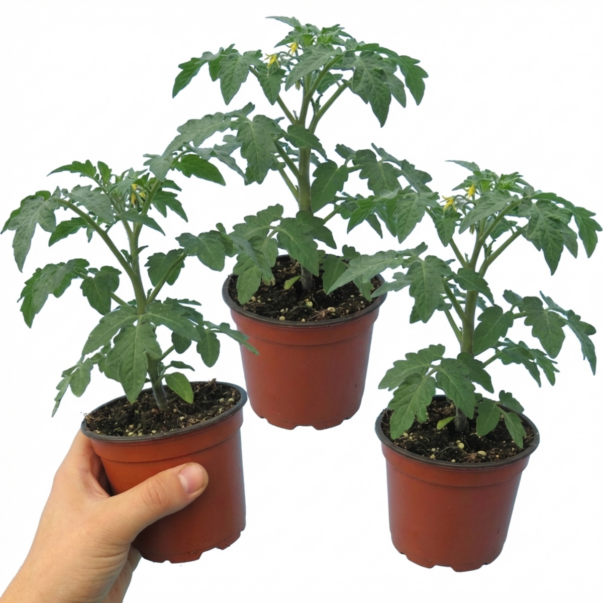 Grafted Cornabel Tomato Plants, Premium Live Plants, Outdoor & Greenhouse Ready, 1L Root Ball