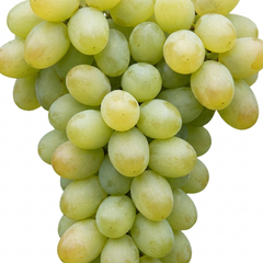 1 Large Plant - Grape Vitis Victoria White, Outdoor Garden Ready, 3L Pot
