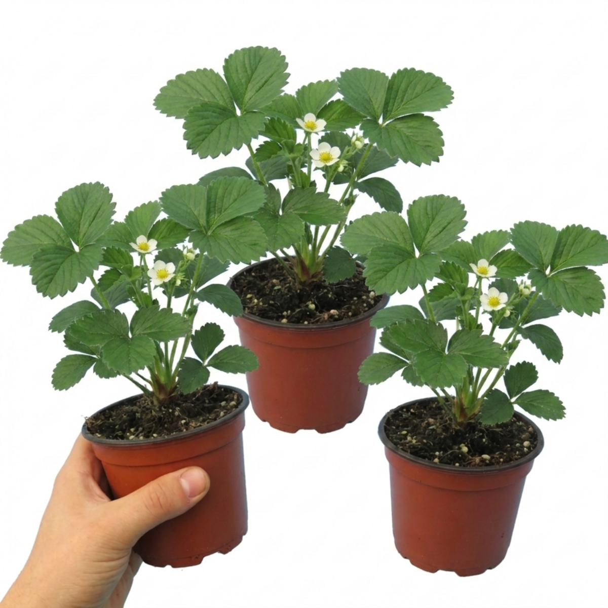 Strawberry Loran Variety, Outdoor Garden Ready, 1L
