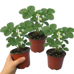 Strawberry Loran Variety, Outdoor Garden Ready, 1L