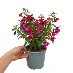 1 Fuchsia Tom Thumb Hardy Perennial Flowering Plant, Outdoor Garden Ready, 3 Litre Root-Ball