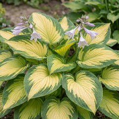 Paul's Glory Plantain Lily, Ready to Plant in Your Garden