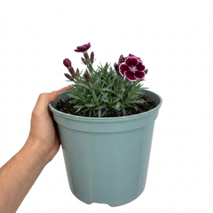 1 Cottage Pink Dianthus Sugar Plum Plant, Fragrant Hardy Perennial, Summer Flowering, 5L Root Ball