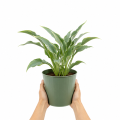 3Ltr Hosta Tears from Heaven, Shade Perennial, Nursery Pots