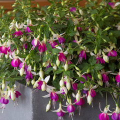 Fuchsia Bella Nora | 3 or 6 1L Pots