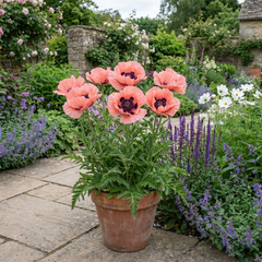 Papaver Orientale Garden Gnome Victoria Louise Plants, Hardy Perennial Oriental Poppy, Outdoor Garden Ready, 1 Litre Root-Ball