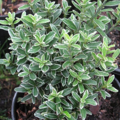 EUONYMUS MICROPHYLLUS ALBOVARIEGATUS