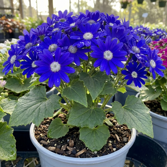 Senetti Kobalt Blue Pericallis Daisy Plant, Vibrant Outdoor Summer Bedding, 17cm Root Ball