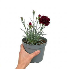 1 Carnation Capitan Colon Dianthus Plant, Summer Flowering Hardy Perennial, 2 Litre Root Ball