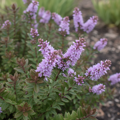 Hebe Mrs Winder | 2L Pots