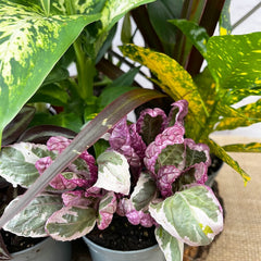 *Flash* 9 Mixed Houseplants Box House Plant