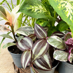 *Flash* 9 Mixed Houseplants Box House Plant