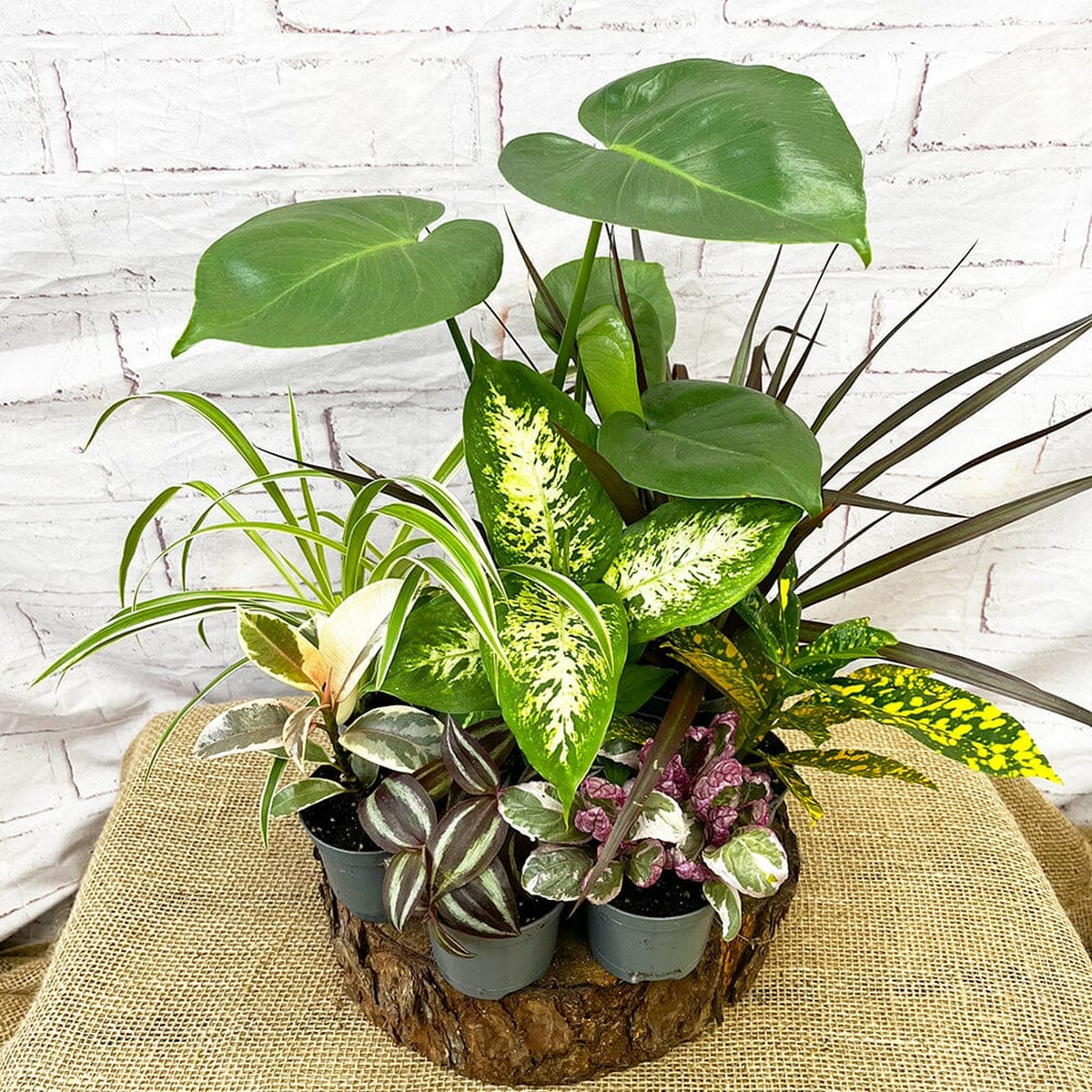 *Flash* 9 Mixed Houseplants Box House Plant