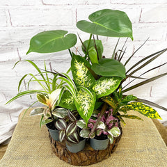 *Flash* 9 Mixed Houseplants Box House Plant