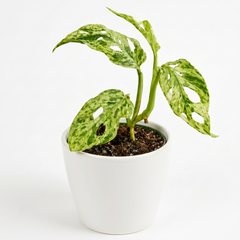 Monstera Frozen Freckles 6cm Pot House Plant
