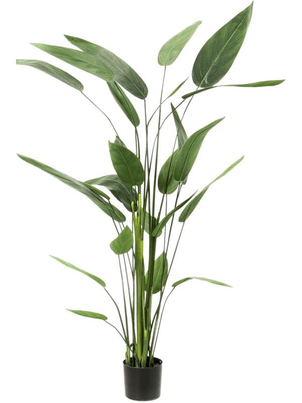 Heliconia Artificial Plant Premium Faux 175cm Height Artificial Plants