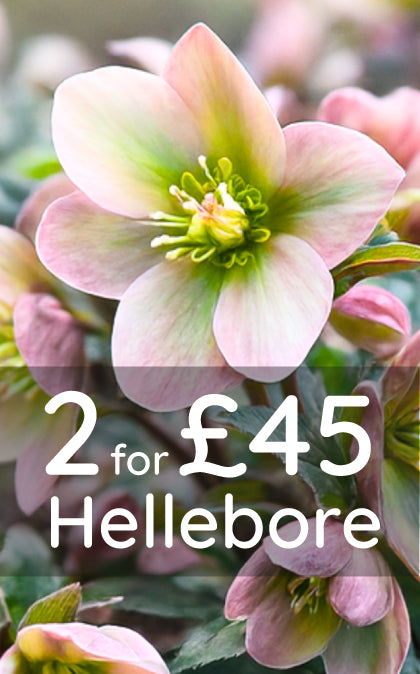 Plants For All Seasons