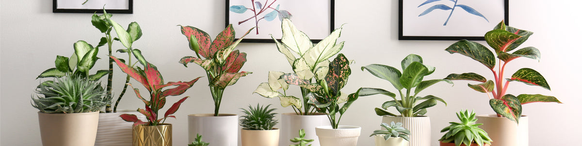 Houseplants by Plants for all Seasons – Plants For All Seasons