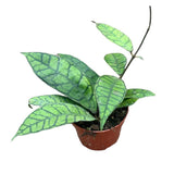 Hoya Callistophylla House Plant 10,5 cm Pot