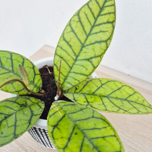 Hoya Callistophylla House Plant 10,5 cm Pot House Plant