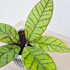 Hoya Callistophylla House Plant 10,5 cm Pot House Plant