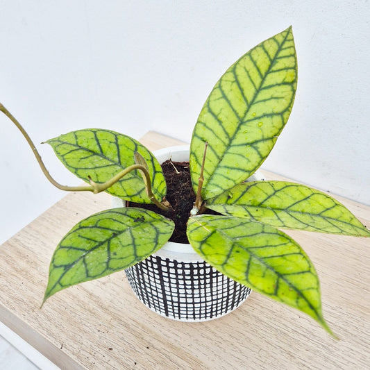 Hoya Callistophylla House Plant 10,5 cm Pot House Plant