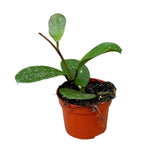 Hoya Obovata House Plant 10,5 cm Pot House Plant