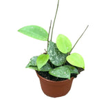 Hoya Parasitica Splash House Plant 10,5 cm Pot