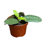 Hoya Villosa House Plant 10,5 cm Pot
