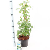 Hydrangea anomala Petiolaris 23cm Pot 80cm 1fl Shrub Plant Shrubs