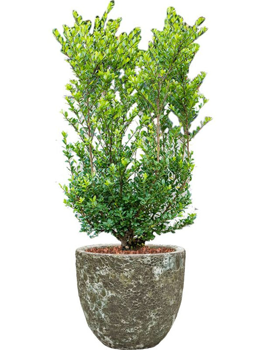 Ilex crenata 'Dark Green' in Baq Lava Office Plant With Pot 112cm Height 30cm Dia Office Plant