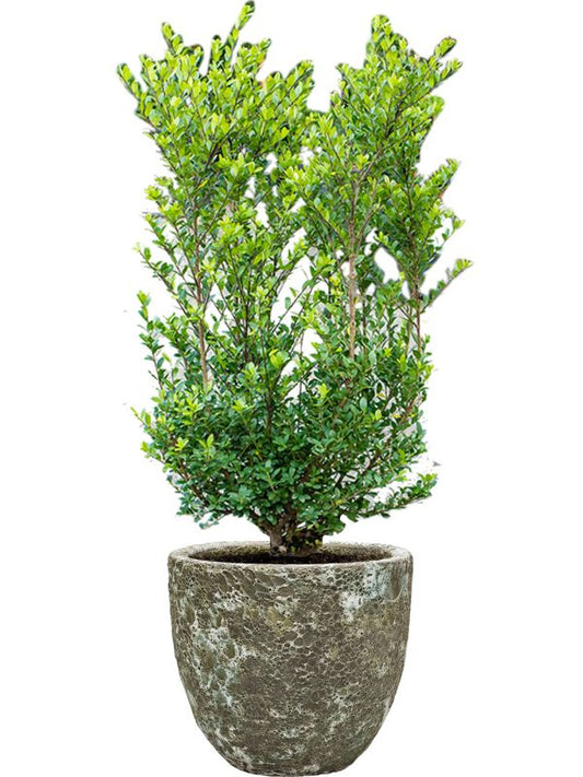 Ilex crenata 'Dark Green' in Baq Lava Office Plant With Pot 112cm Height 30cm Dia Office Plant